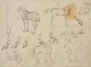 Sketches of a Horse
