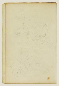 Sketches of Head and Hind Legs of a Lion