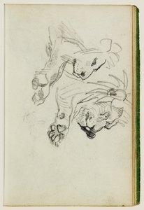 Two Lion Studies