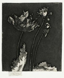 Last Poppies