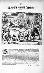 Elephants Fighting, 1606 by Theodore de Bry