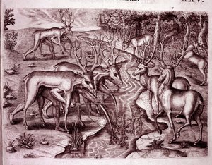 Indians Using Deer Skins to Hunt Other Deer by Theodore de Bry