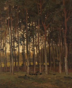 View in the Woods
