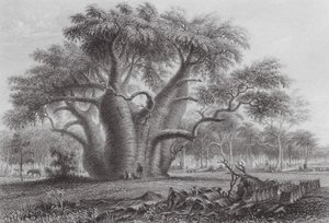 Australia: The Boab Tree by Thomas (after) Baines