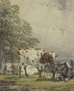 A Study of Cattle by Thomas Baker