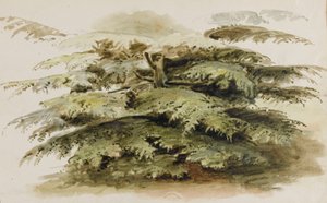 A Study of a Cedar Tree at Merton by Thomas Baxter