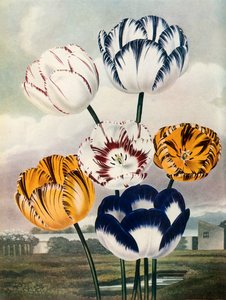 Tulips by Thomas Baxter