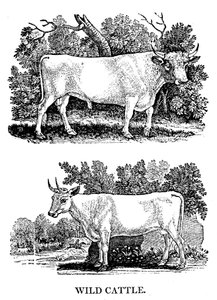 British Wild or Park Cattle, 1790 by Thomas Bewick
