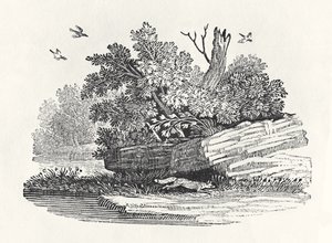 Fox Escaping, from 