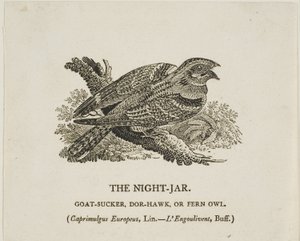 The Night-Jar by Thomas Bewick