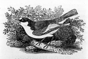 The Pied Flycatcher, illustration from 