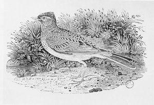 The Skylark (Alauda arvensis) from the 