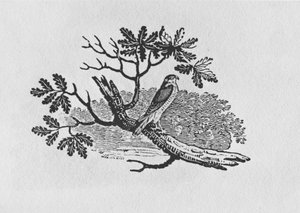 The Sparrowhawk from the 