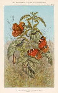 Metamorphoses of the Peacock Butterfly by Thomas Brown