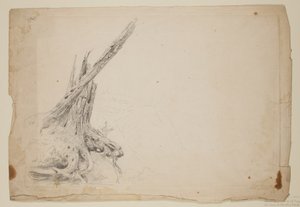 Broken Trunk of a Tree