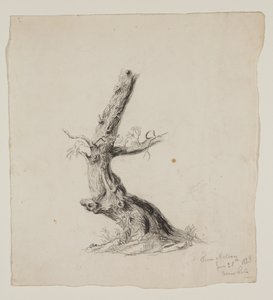 Gnarled Tree Trunk with Leafy Branches by Thomas Cole