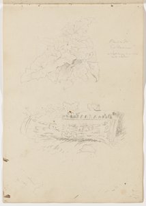 Plant in the Colosseum; Architectural Fragment