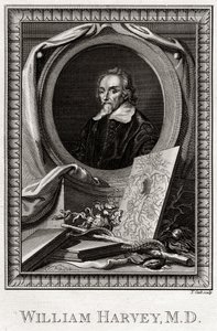 William Harvey by Thomas Cook
