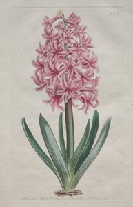 The Botanical Magazine or Flower Garden Displayed: Garden Hyacinth by Thomas Curtis