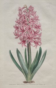 The Botanical Magazine or Flower Garden Displayed: Garden Hyacinth