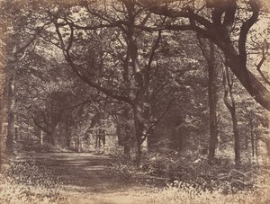 Wood-scene, Norton, Cheshire