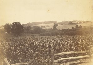 Cornfield, Avondale, PA by Thomas Eakins