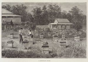 A Queensland Apiary