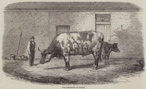 The Australian Ox Tooran by Thomas Harrington Wilson