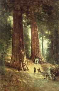 In the Redwoods
