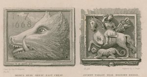 Boar