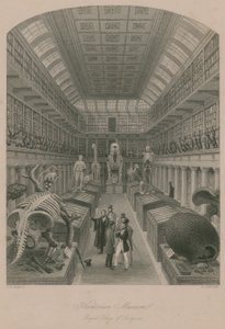 Hunterian Museum, Royal College of Surgeons, London by Thomas Hosmer Shepherd