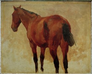 Horse Study