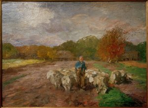 Flock of Sheep in Sunlight
