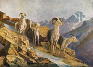 Fanning Sheep Coming Down to Feed