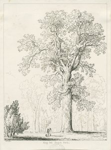 Blithfield - King Oak