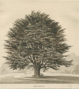 Ingestre - Cedar Tree