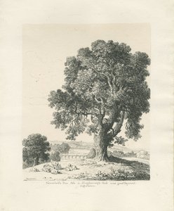 Shugborough Park - Ash Tree