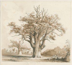 Teddesley Hall - Oak Trees (pencil and wash drawing, Nov 1842)