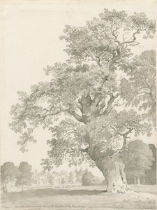 Tixall - Oak Tree
