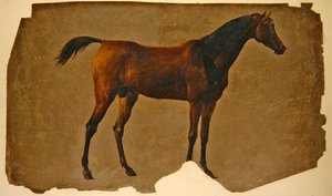 An Arab Horse