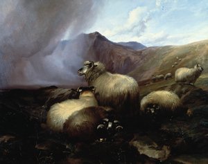 Highland Sheep in a Mountainous Landscape