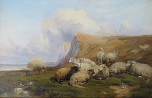 Shakespeare Cliff, Kent: Sheep on Coastal Pasture