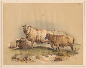 Sheep, No. 18 by Thomas Sidney Cooper