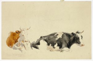 Two Recumbent Cows (recto); Sketch of Standing Cow (verso)