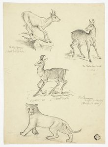 Chamois, Musk, Klipbok and Lion