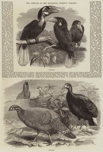 New Arrivals at the Zoological Society