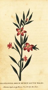 Gilliflower shrub of New South Wales (1800) by Thomas Watling