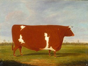 A Prize Bull Standing in a Landscape