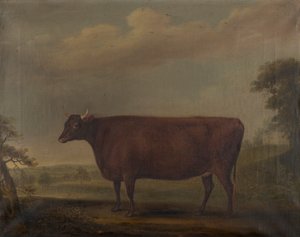 Red Devon Heifers in Landscape by Thomas Weaver
