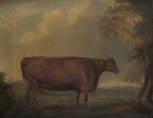 Red Devon Heifers in Landscape